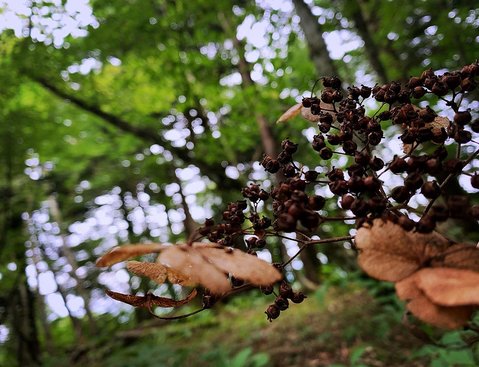 2026年7月31日(金)〜8月2日(日)　＠山中湖 ”はじまりの森” ライフ編 