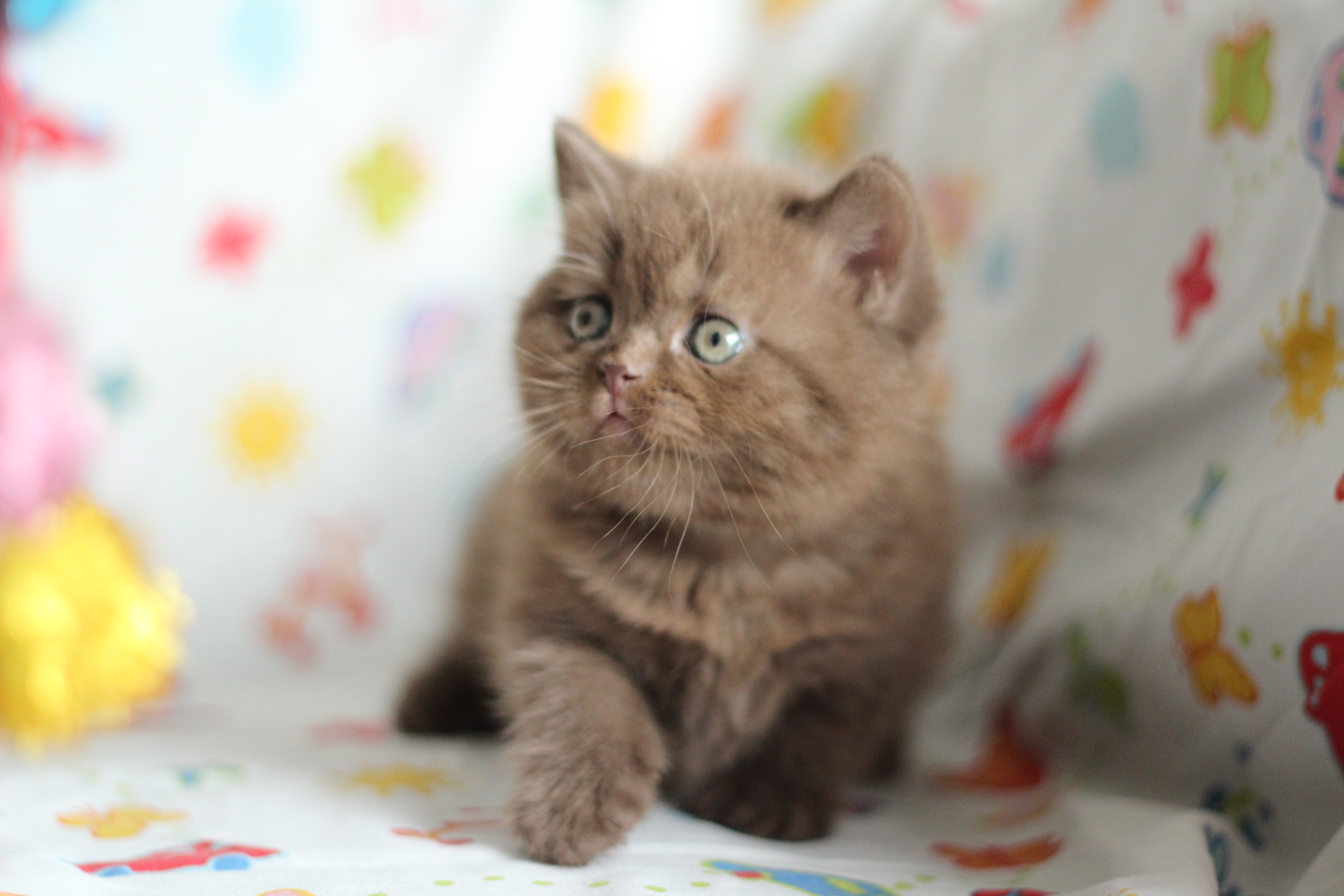 Euro Brits Cattery British Shorthair Breeder Cfa Tica Hong Kong