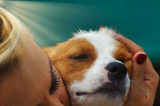 Adopted Dog.jpeg