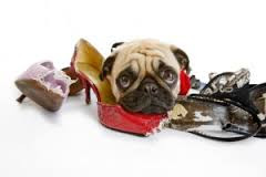 I can't exercise because my Dog ate my trainers.....