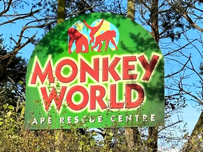 Monkey World - Ape Rescue Centre