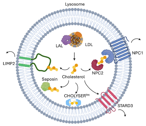 Lysosomal cholesterol trafficking 2.png