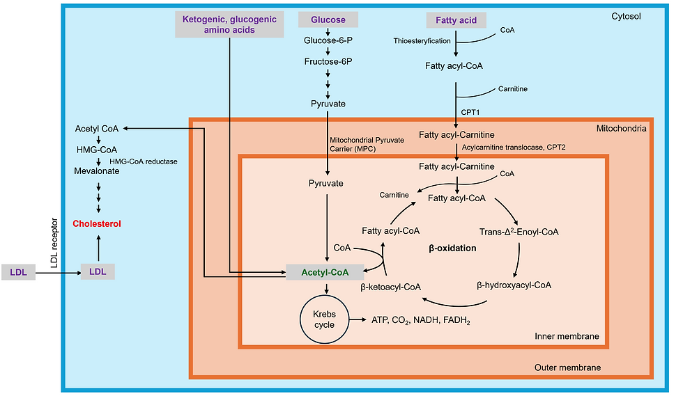 241008_chol synthesis.png