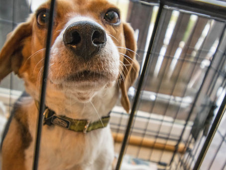 How To Crate Train Your Dog in 6 Easy Steps