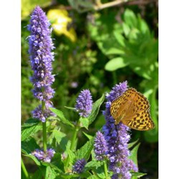 Agastache rugosa - Koreanische Minze.JPG