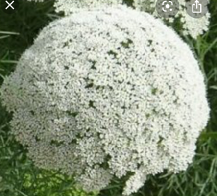 Bischofsblume.png