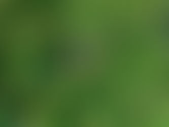 Dia da Mata Atlântica