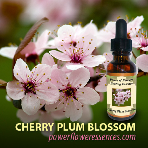 Cherry Blossom Flower Essence Power of Flowers