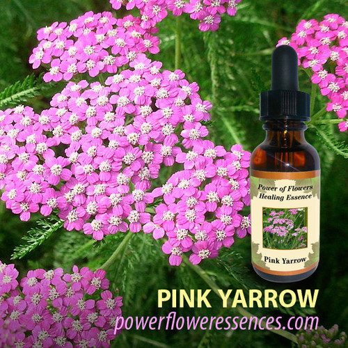 Pink Yarrow Flower Essence Power of Flowers