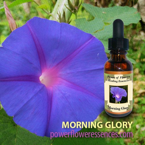 Morning Glory Flower Essence Power of Flowers