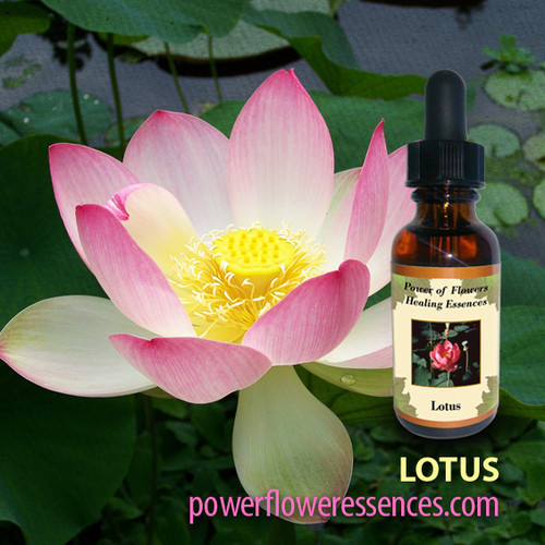 Lotus Flower Essence Power of Flowers