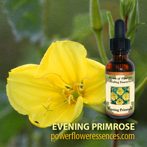 Evening Primrose Flower Essence Power of Flowers
