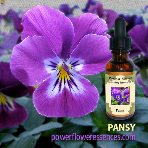 Pansy Flower Essence Power of Flowers