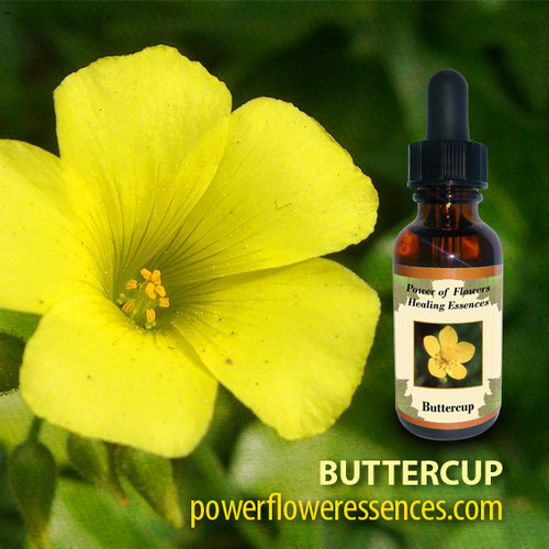 Buttercup Flower Essence Power of Flowers