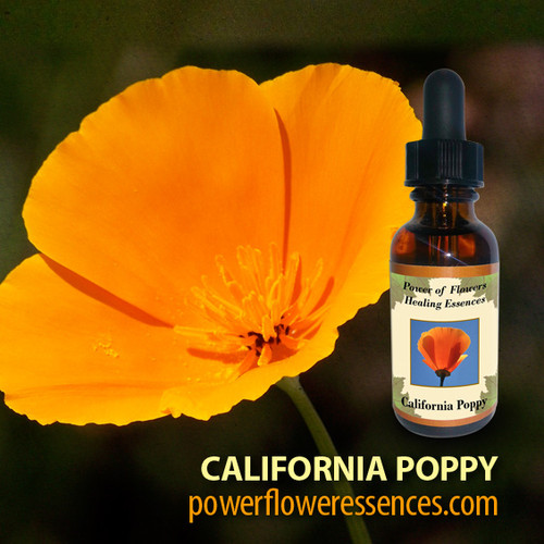 California Poppy Flower Essence Power of Flowers
