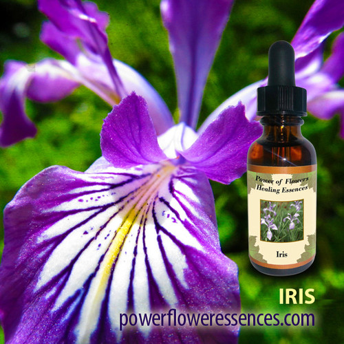 Iris Flower Essence Power of Flowers