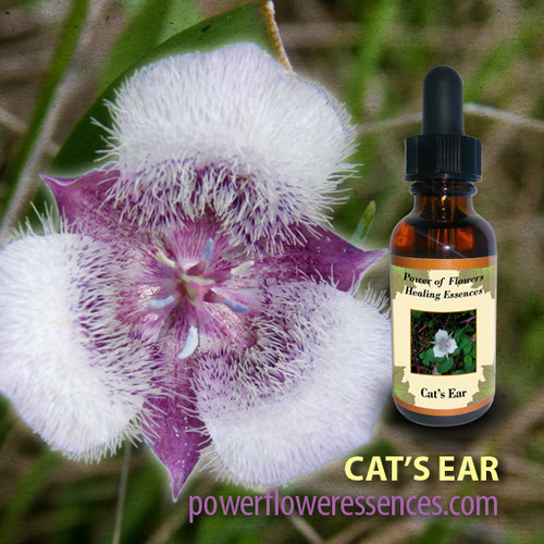 Cat's Ear Flower Essence Power of Flowers