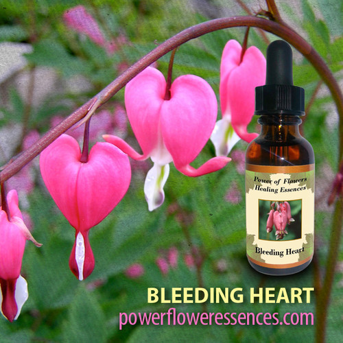 Bleeding Heart Flower Essence Power of Flowers