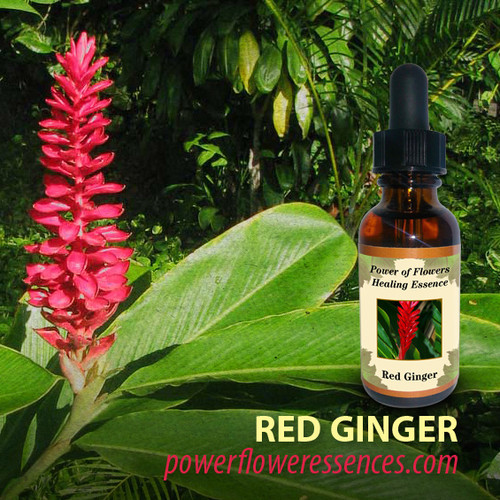 Red Ginger Flower Essence Power of Flowers
