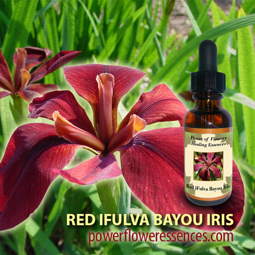 Red iFulva Bayou Iris Flower Essence Power of Flowers