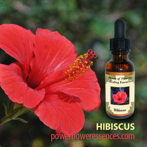 Hibiscus Flower Essence Power of Flowers