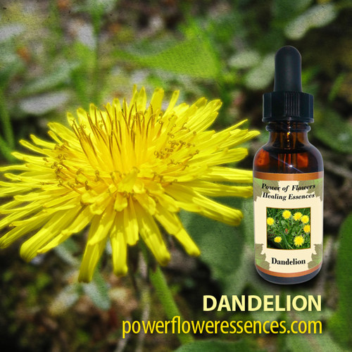 Dandelion Flower Essence Power of Flowers