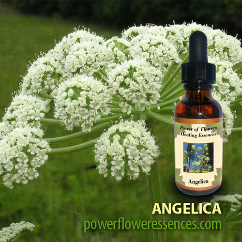 Angelica Flower Essence Power of Flowers