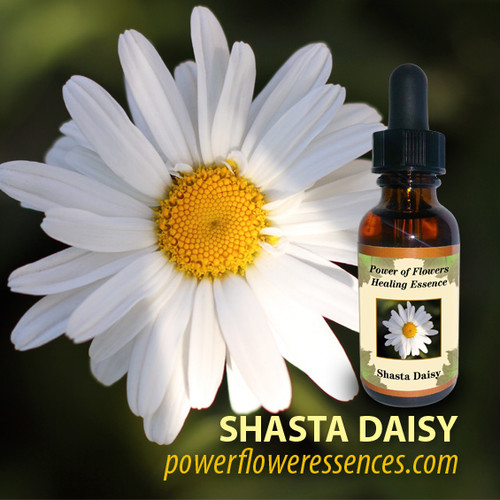 Shasta Daisy Flower Essence Power of Flowers
