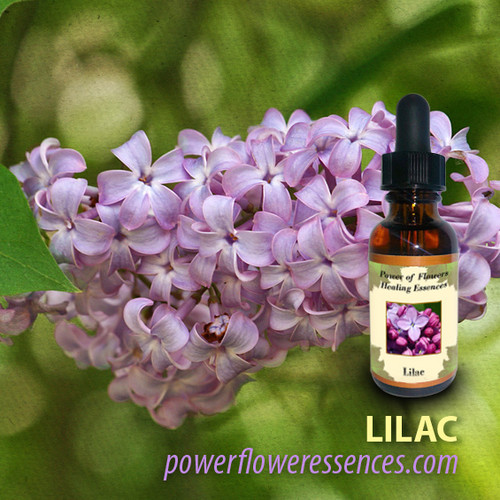 Lilac Flower Essence Power of Flowers