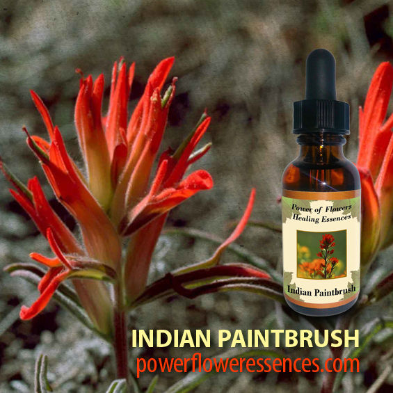 Indian Paintbrush Flower Essence Power of Flowers