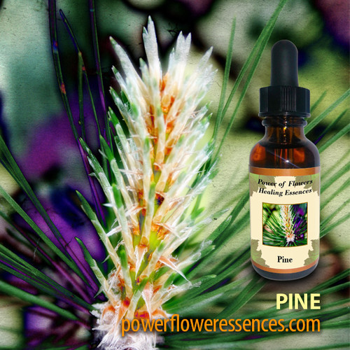 Pine Flower Essence Power of Flowers