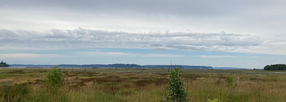 Wetlands.jpg