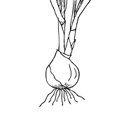 2-עם-רקע.png