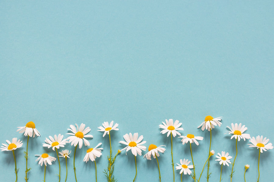 Blue summer background with daisies, copy space.jpg