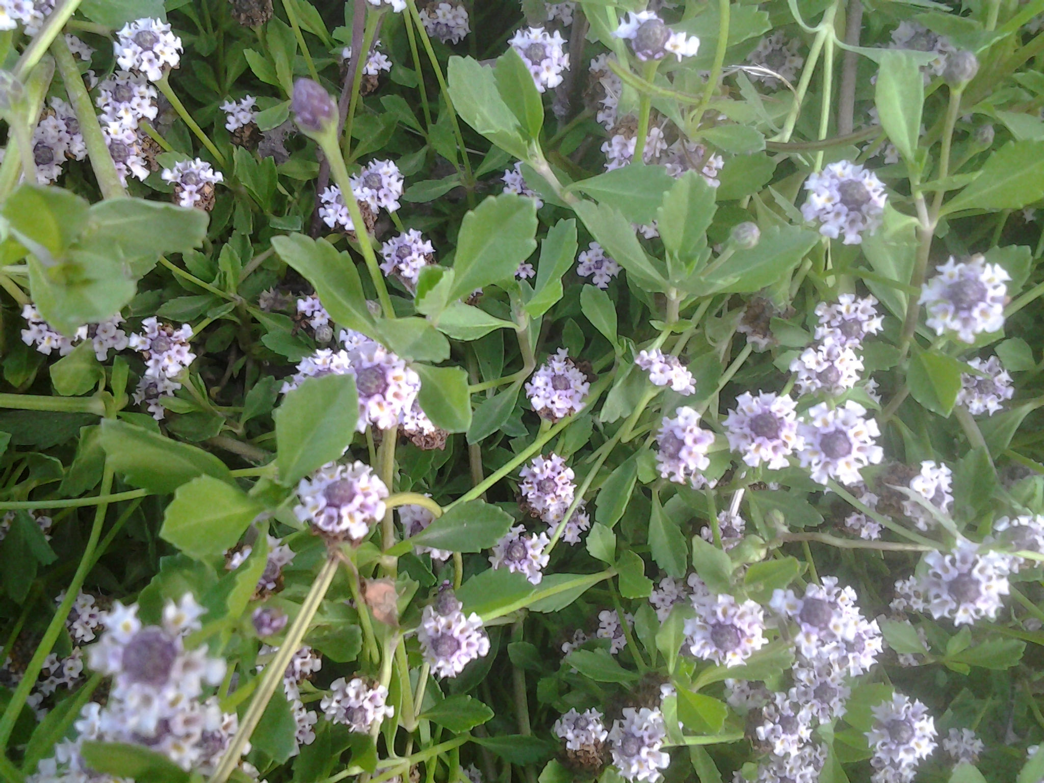 LIPPIA nodiflora