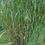 Miniature : ARUNDO donax