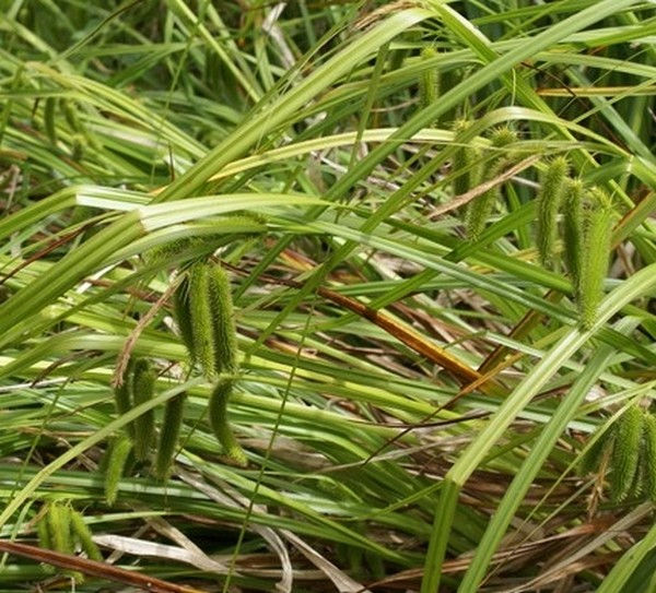 CAREX pseudocyperus