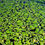 Miniature : LEMNA major (Lentille d'eau)