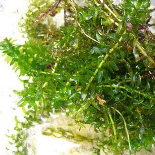 ELODEA canadensis