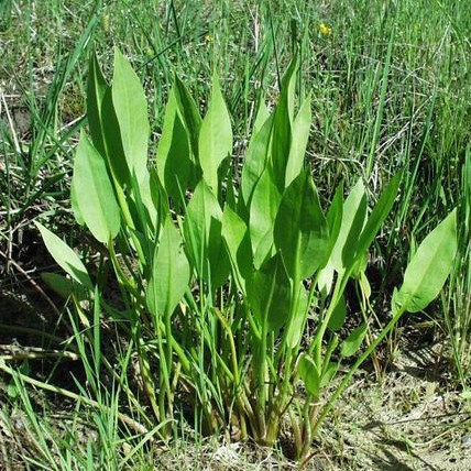 Miniature : ALISMA plantago aquatica (syn : ALISMA lanceolata)