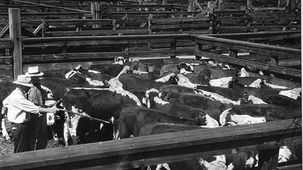 How Western Philosophy Shaped Our Relationship With Animals
