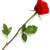 rose-hd-png-rose-png-hd-667.png