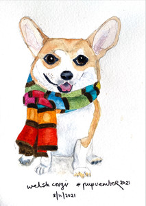 welsh corgi