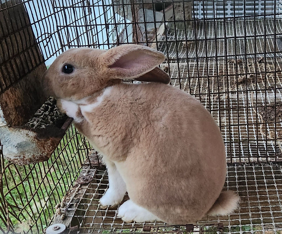 Thumbnail: Mini Rex Rabbits