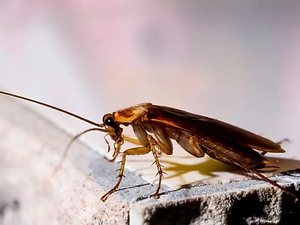 cockroach-removal-2-768x512.jpg