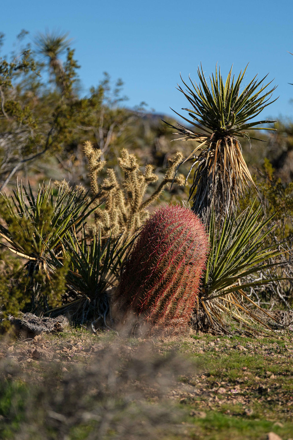 Mojave National Preserve