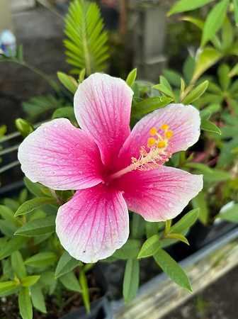 hibiscus.png