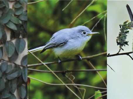 Birds Of A Feather, Mexican Bird(S) Of The Month: The Little Birds We Often Miss