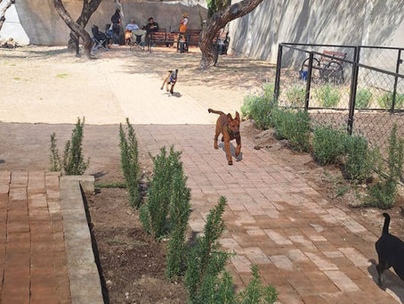 San Miguel's Paradise For Pups! Welcome To San Antonio Dog Park