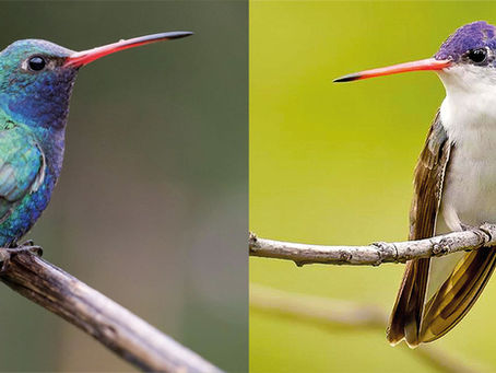 Birds Of A Feather: Mexican Bird(s) Of The Month, Two Hummingbirds